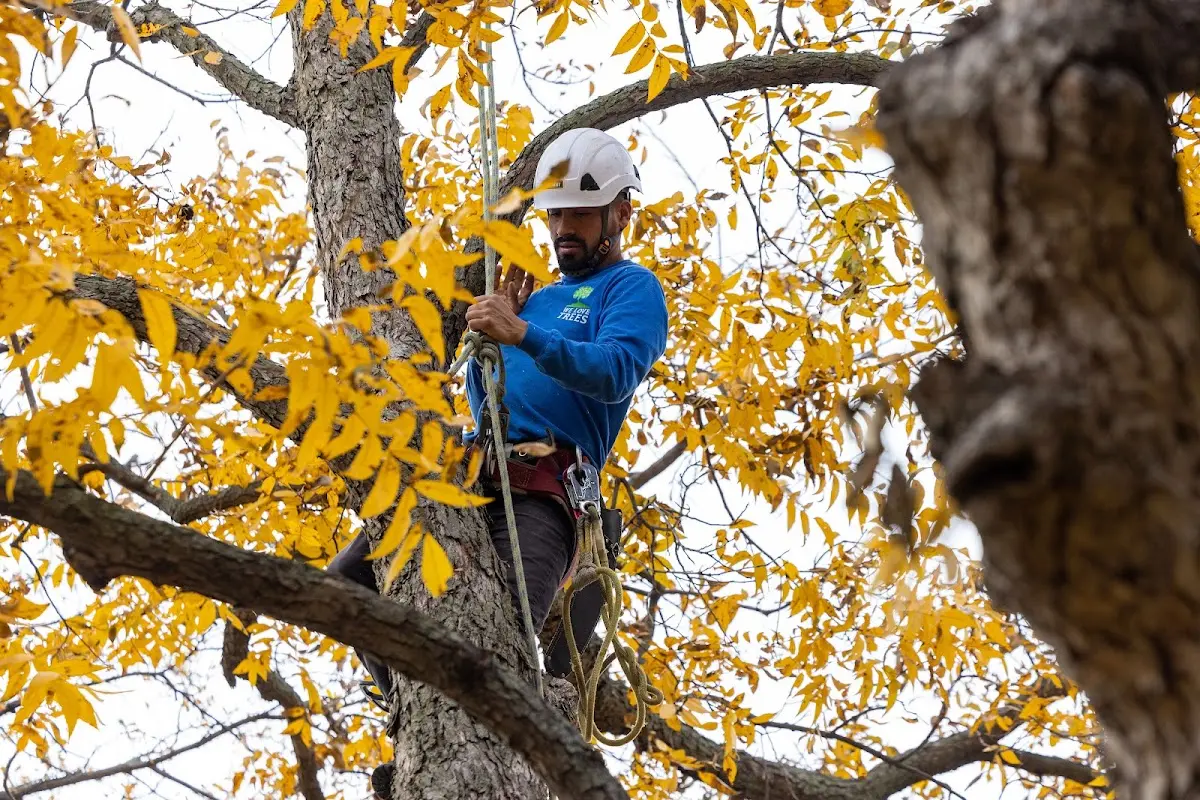 Skilled Tree Trimming crew working in Morrow